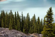 pine trees in front of peyto lake.jpg